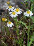 chamomile flower