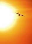 Harness the Sun - Far Infrared Heat