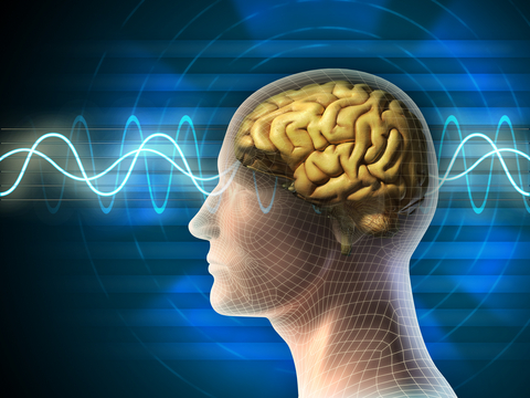 systemic enzymes brain