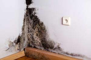 black mold syndrome