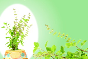 tulsi holy basil herbs