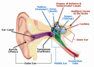 Ear Canal