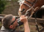Vet inspecting horse's teeth